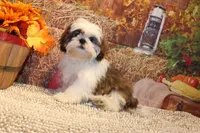 Bernie, a male Shih Tzu for sale in Norwood, MO – 4 of 10