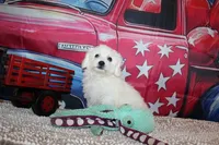 Baylor, a male Bichon Frise for sale in Norwood, MO – 4 of 9