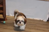 Bernie, a male Shih Tzu for sale in Norwood, MO – 9 of 10
