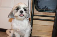 Tucker, a male Shih Tzu for sale in Norwood, MO – 2 of 9