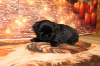 Blackie, a male Shih Tzu for sale in Norwood, MO – 2 of 7