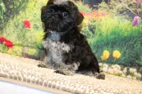 Tyrone, a male Shih Tzu for sale in Norwood, MO – 2 of 8