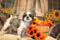 Lee Roy, a male Shih Tzu for sale in Norwood, MO – 7 of 9