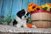 Lane, a male Shih Tzu for sale in Norwood, MO – 3 of 9