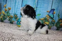 Jackson, a male Shih Tzu for sale in Norwood, MO – 10 of 10