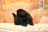 Blackie, a male Shih Tzu for sale in Norwood, MO – 4 of 7