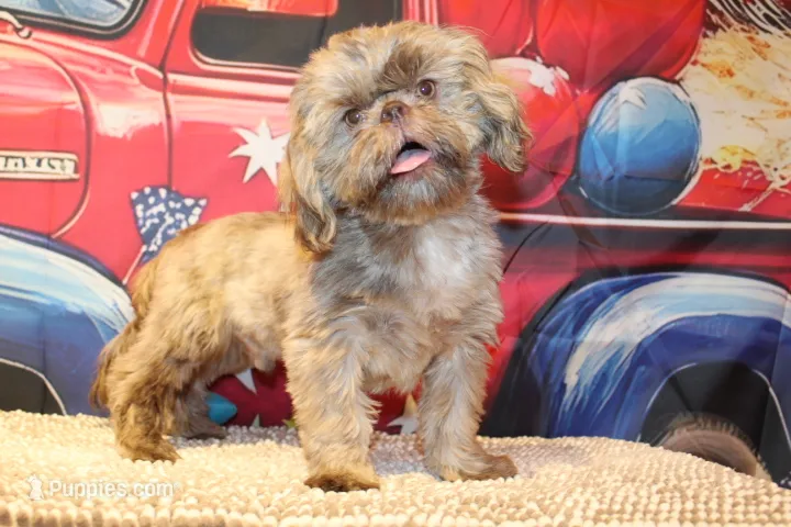Porter – Shih Tzu puppy for sale in Norwood, MO