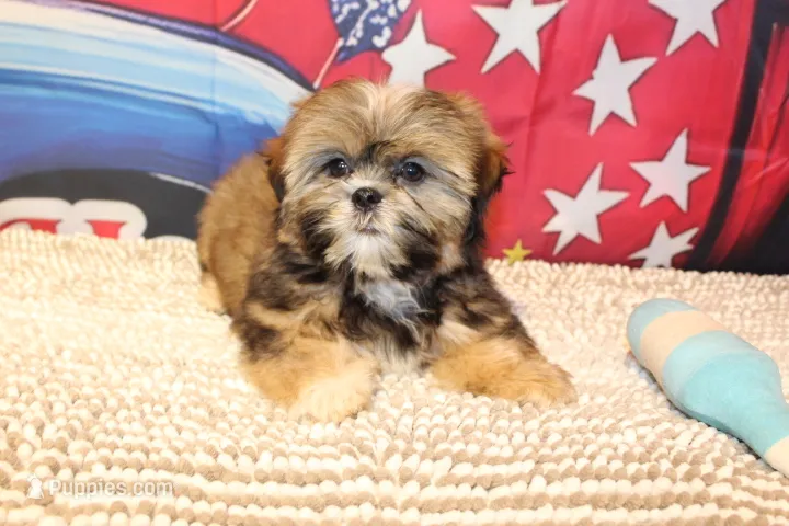 JR, a male Shih Tzu for sale in Norwood, MO – 1 of 8