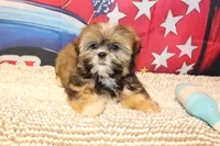 JR, a male Shih Tzu for sale in Norwood, MO – 1 of 8