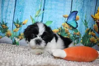 Lane, a male Shih Tzu for sale in Norwood, MO – 7 of 9