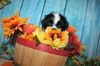 Lane, a male Shih Tzu for sale in Norwood, MO – 6 of 9