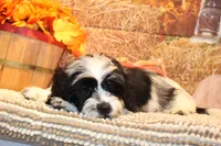 Freckles, a male Shichon for sale in Norwood, MO – 9 of 10