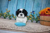 Shane, a male Shih Tzu for sale in Norwood, MO – 1 of 9