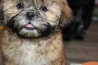 Andy, a male Shih Tzu for sale in Norwood, MO – 2 of 10