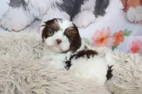 Atticus, a male Shih Tzu for sale in Norwood, MO – Photo 2 of 10