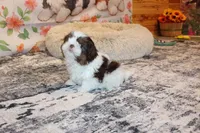 Atticus, a male Shih Tzu for sale in Norwood, MO – Photo 10 of 10