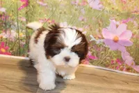 Atticus, a male Shih Tzu for sale in Norwood, MO – Photo 4 of 10