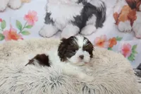 Atticus, a male Shih Tzu for sale in Norwood, MO – Photo 3 of 10