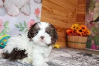 Atticus, a male Shih Tzu for sale in Norwood, MO – Photo 9 of 10