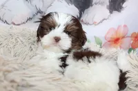 Atticus, a male Shih Tzu for sale in Norwood, MO – Photo 1 of 10