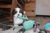 Atticus, a male Shih Tzu for sale in Norwood, MO – Photo 7 of 10