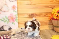 Atticus, a male Shih Tzu for sale in Norwood, MO – Photo 6 of 10