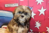 JR, a male Shih Tzu for sale in Norwood, MO – 4 of 8