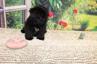 Katie Bug, a female Shih Tzu for sale in Norwood, MO – 10 of 10