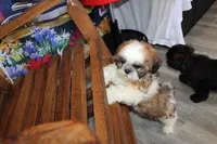 Alex, a male Shih Tzu for sale in Norwood, MO – 9 of 10