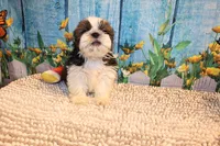 Kenny, a male Shih Tzu for sale in Norwood, MO – 5 of 10