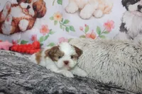 Louie, a male Shih Tzu for sale in Norwood, MO – Photo 4 of 10