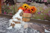 Louie, a male Shih Tzu for sale in Norwood, MO – Photo 9 of 10