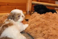 Louie, a male Shih Tzu for sale in Norwood, MO – Photo 7 of 10