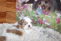 Louie, a male Shih Tzu for sale in Norwood, MO – Photo 5 of 10