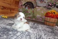 Louie, a male Shih Tzu for sale in Norwood, MO – Photo 10 of 10