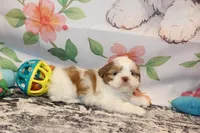 Louie, a male Shih Tzu for sale in Norwood, MO – Photo 6 of 10