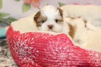 Louie, a male Shih Tzu for sale in Norwood, MO – Photo 8 of 10