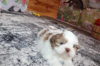 Louie, a male Shih Tzu for sale in Norwood, MO – Photo 3 of 10