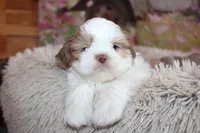 Louie, a male Shih Tzu for sale in Norwood, MO – Photo 1 of 10