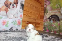 Louie, a male Shih Tzu for sale in Norwood, MO – Photo 2 of 10