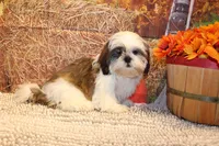 Bernie, a male Shih Tzu for sale in Norwood, MO – 10 of 10