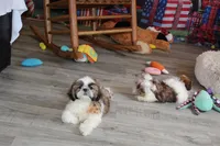 Alex, a male Shih Tzu for sale in Norwood, MO – 5 of 10