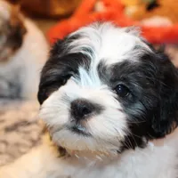Diego, a male Shichon for sale in Norwood, MO – Photo 5 of 6