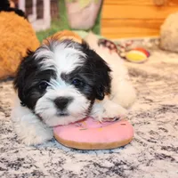 Diego, a male Shichon for sale in Norwood, MO – Photo 1 of 6
