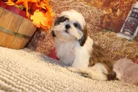 Bernie, a male Shih Tzu for sale in Norwood, MO – 3 of 10