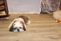 Bernie, a male Shih Tzu for sale in Norwood, MO – 5 of 10
