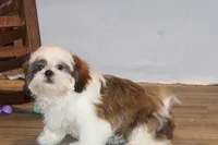 Bernie, a male Shih Tzu for sale in Norwood, MO – 8 of 10