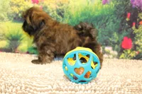 Tyler, a male Shih Tzu for sale in Norwood, MO – 9 of 9