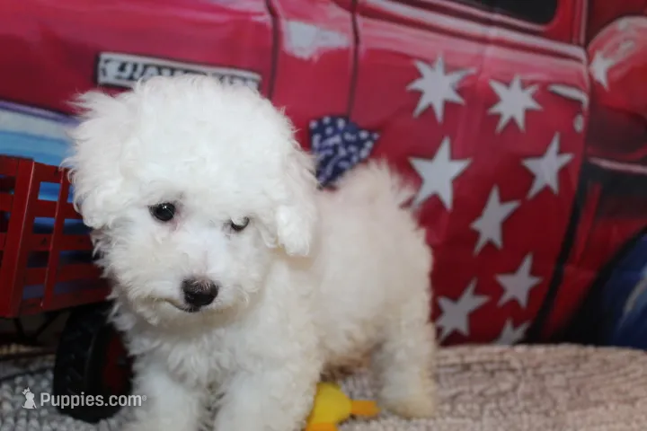 Blake – Bichon Frise puppy for sale in Norwood, MO