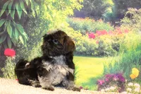 Tyrone, a male Shih Tzu for sale in Norwood, MO – 8 of 8